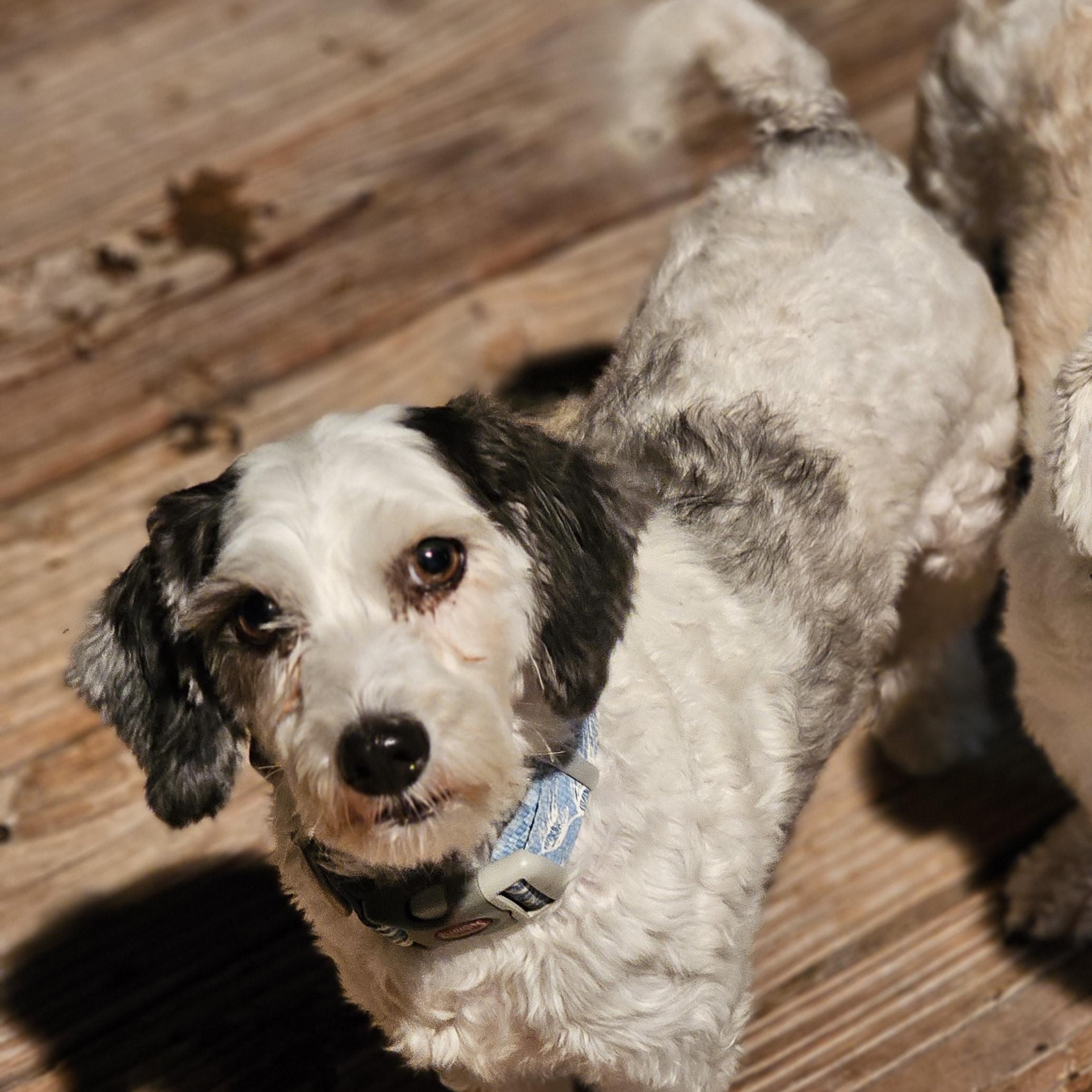 Enlarge Snoopy, an adopted Havanese in O Fallon, IL image 3/6