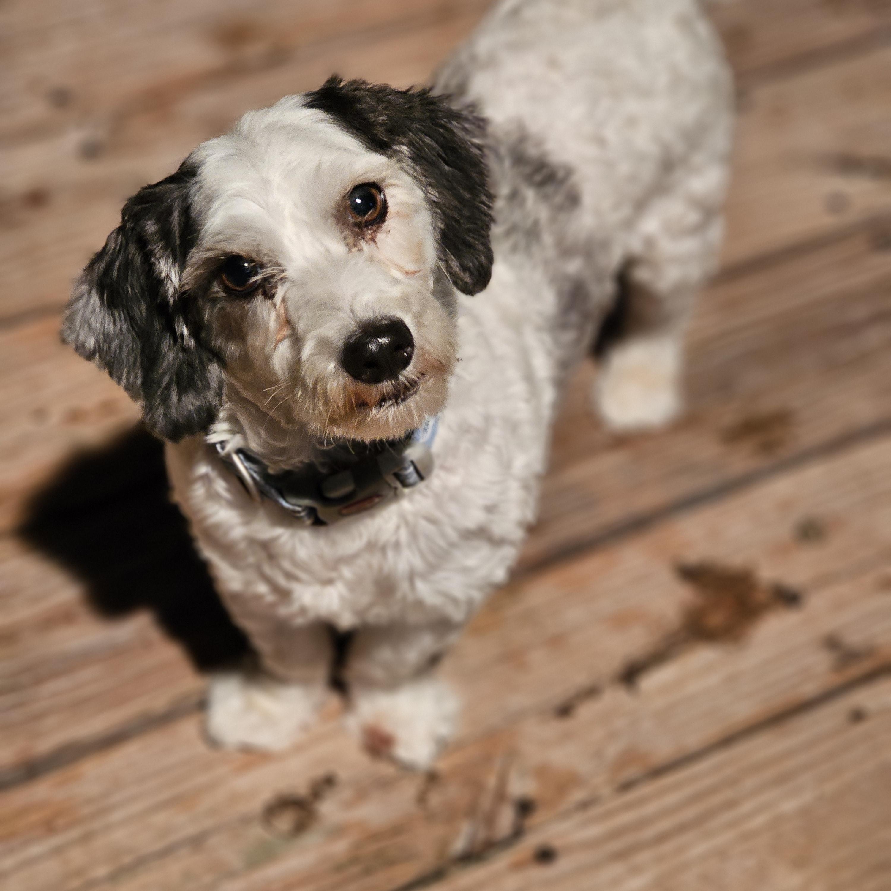 Enlarge Snoopy, an adopted Havanese in O Fallon, IL image 1/6