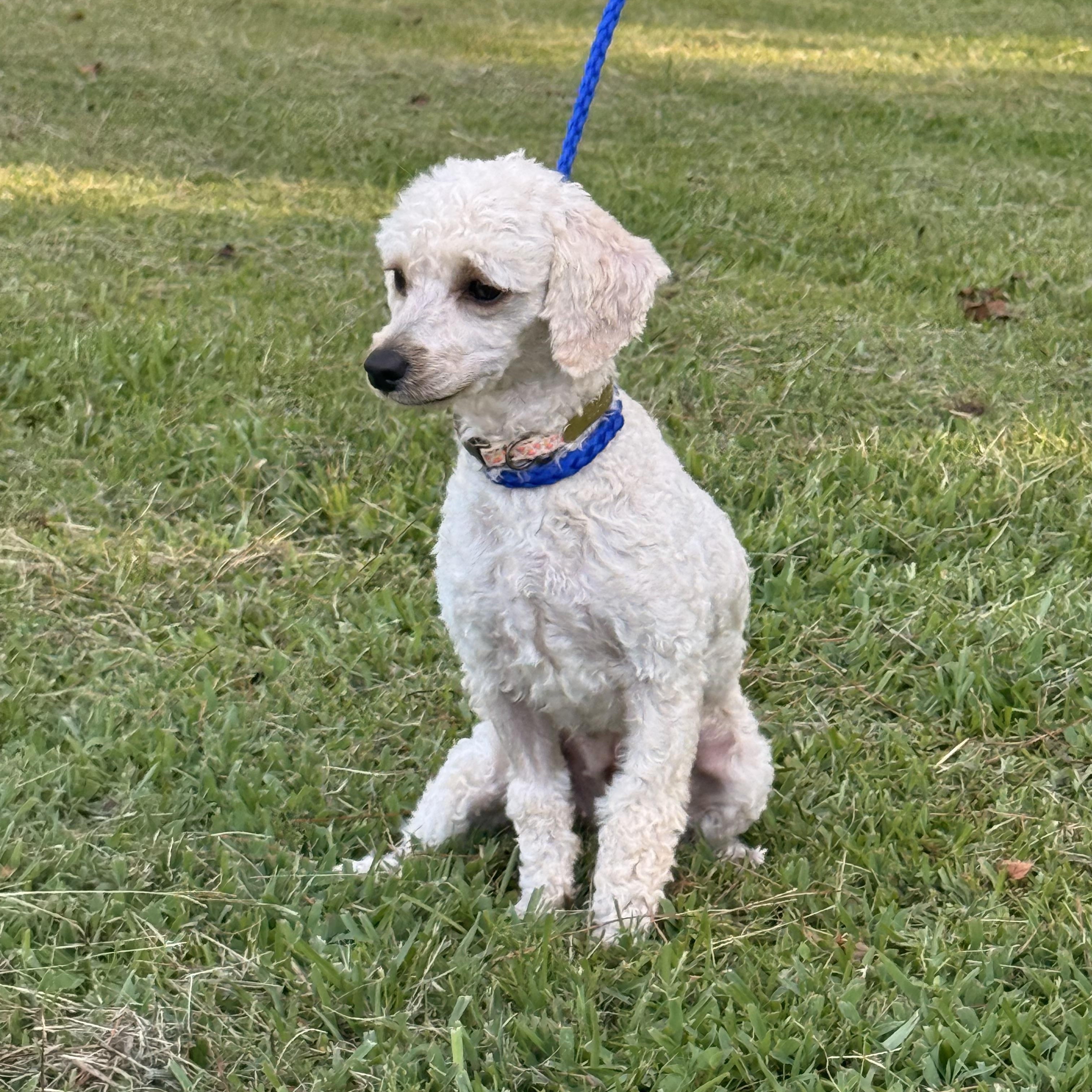 Piper, ADOPTABLE, Young Female Maltipoo.