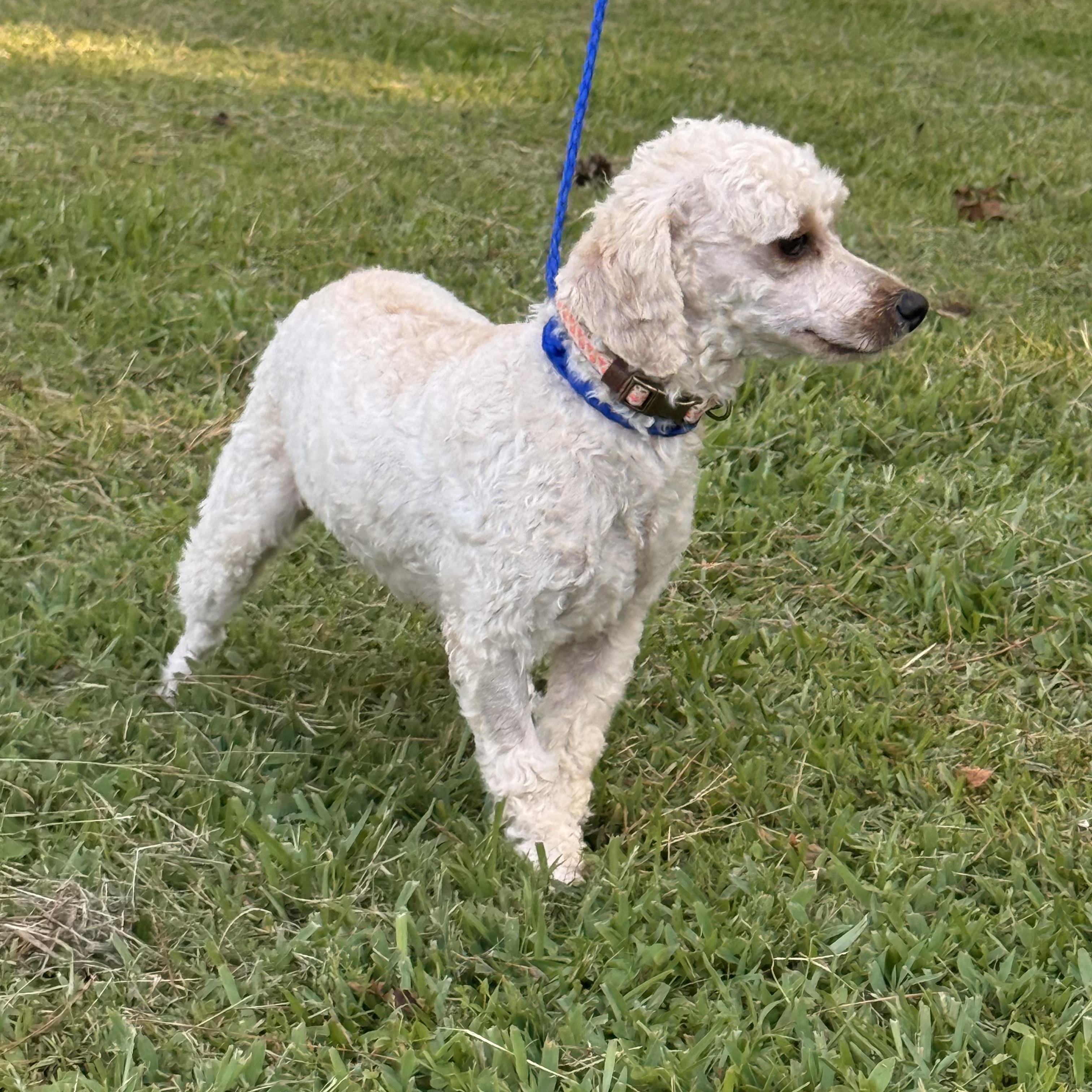Enlarge Piper, a ADOPTABLE mixed breed in Texarkana, TX image 4/6