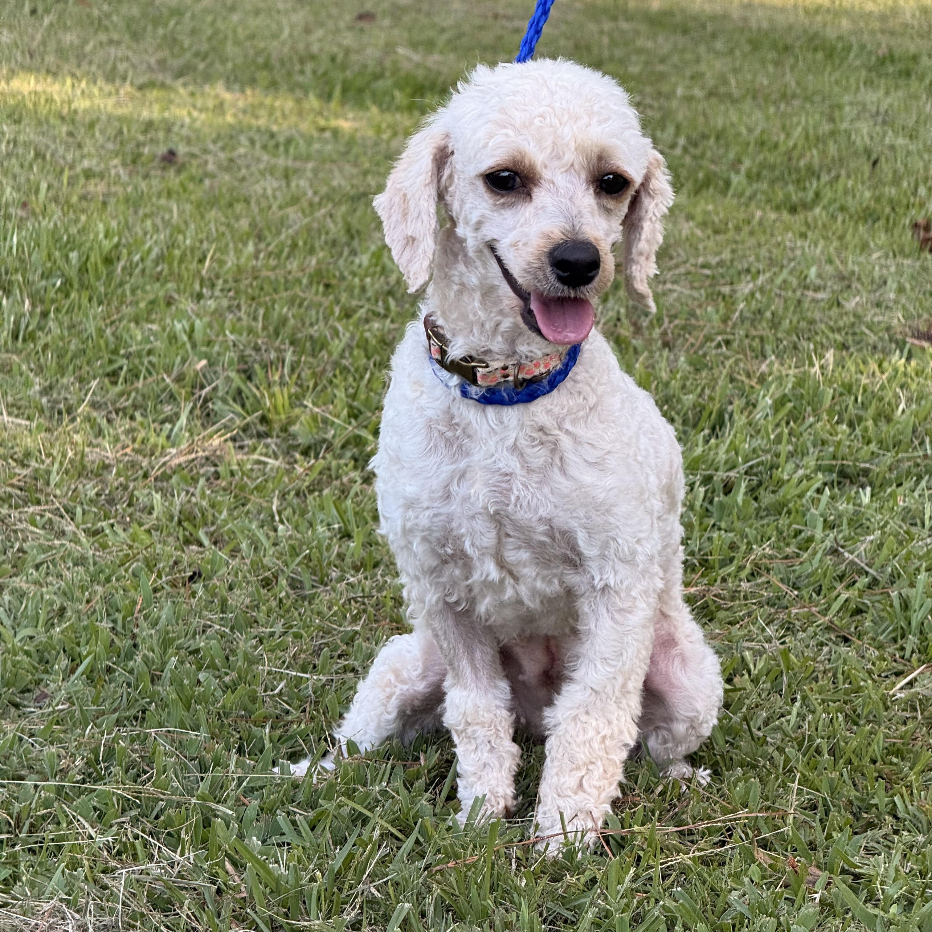 Enlarge Piper, a ADOPTABLE mixed breed in Texarkana, TX image 5/6