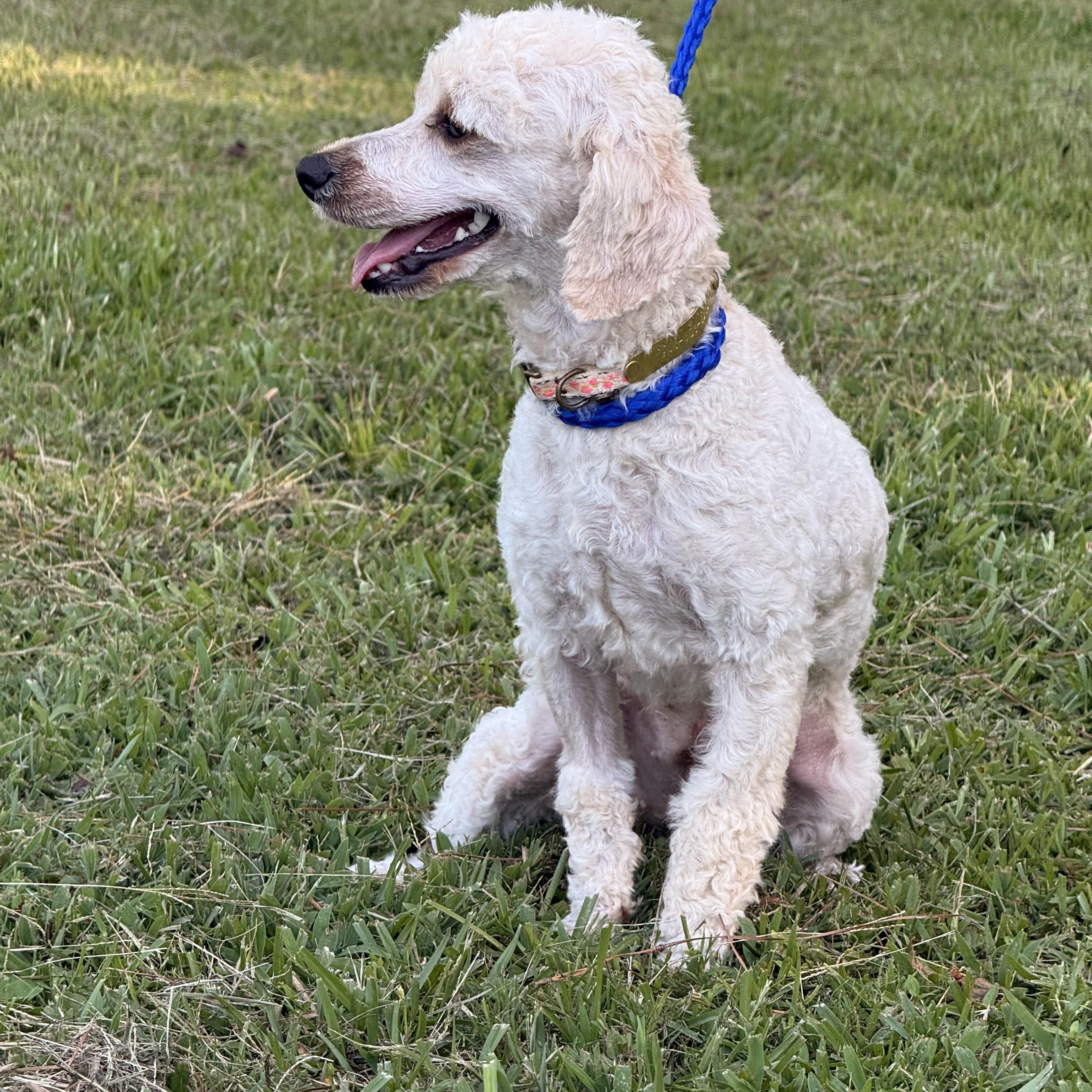 Enlarge Piper, a ADOPTABLE mixed breed in Texarkana, TX image 2/6