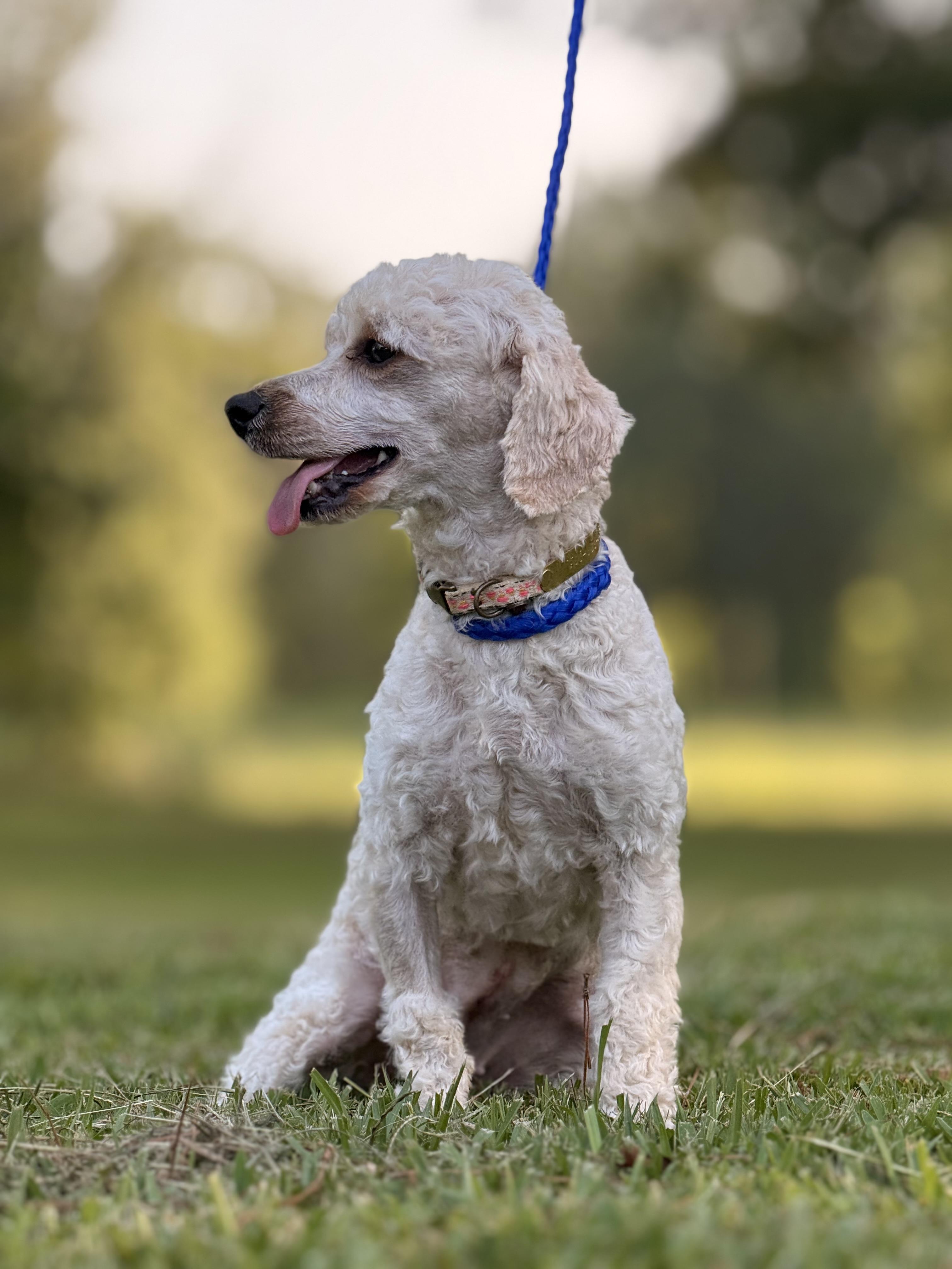Enlarge Piper, a ADOPTABLE mixed breed in Texarkana, TX image 6/6