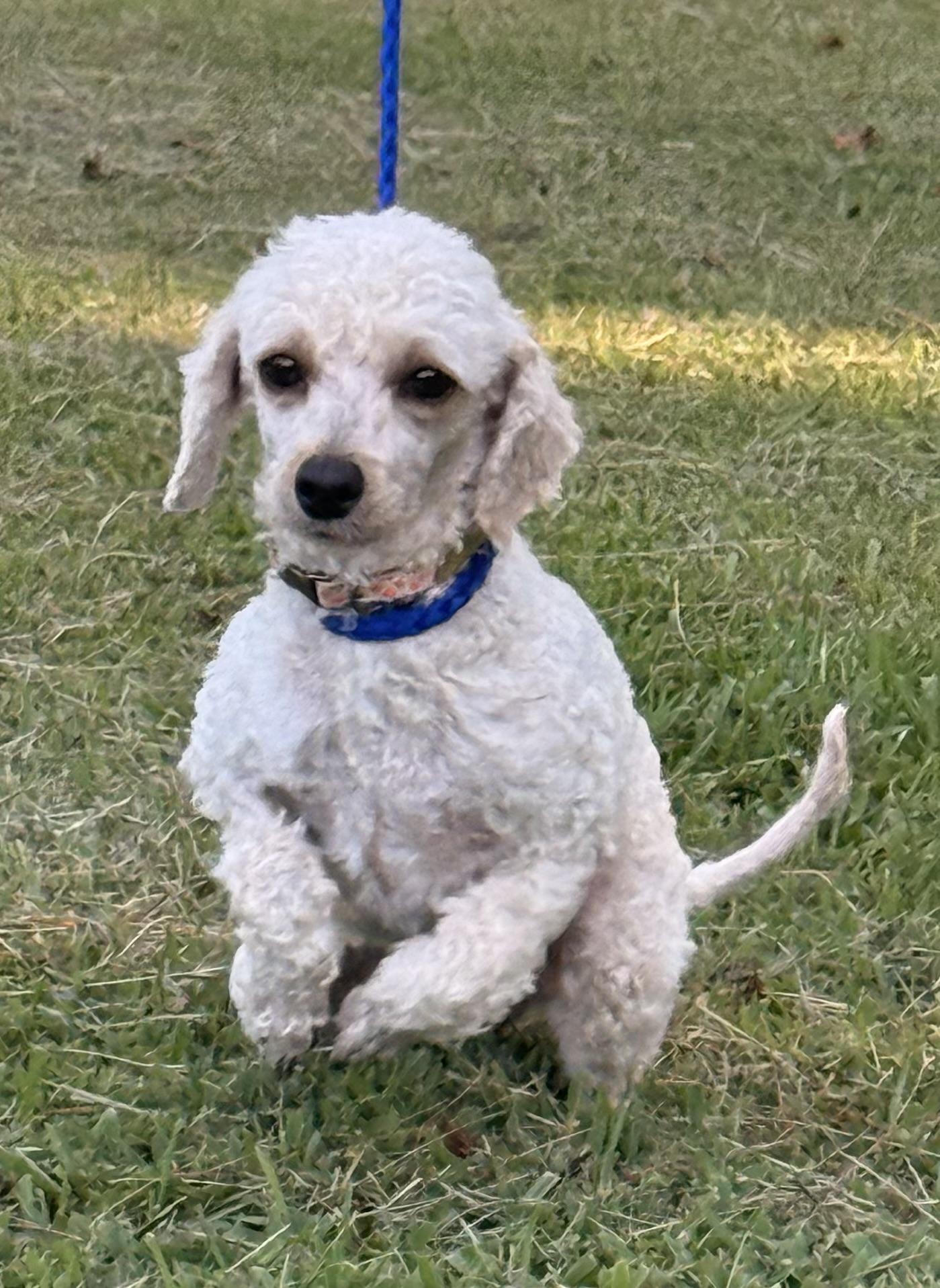 Enlarge Piper, a ADOPTABLE mixed breed in Texarkana, TX image 3/6