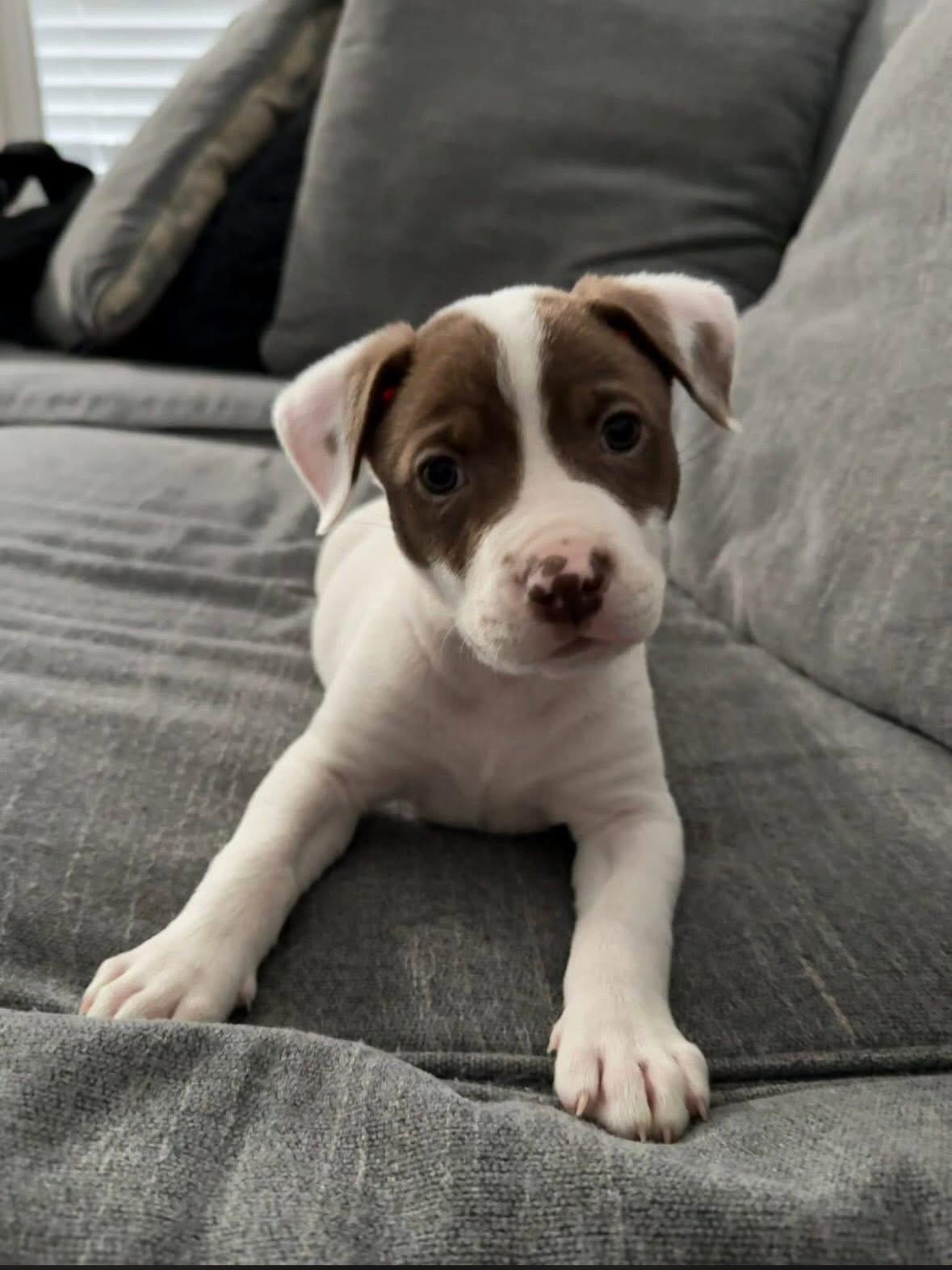 Dolly, a Adopted American Staffordshire Terrier in San Diego, CA image 2/3