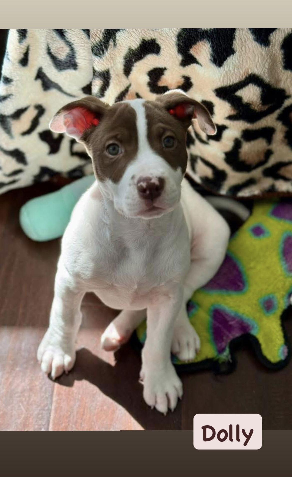 Dolly, a Adopted American Staffordshire Terrier in San Diego, CA image 3/3