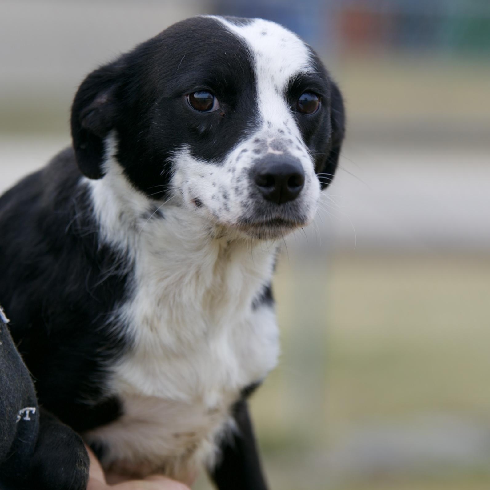 Enlarge Susan, an adopted mixed breed in Mount Sterling, KY image 2/2
