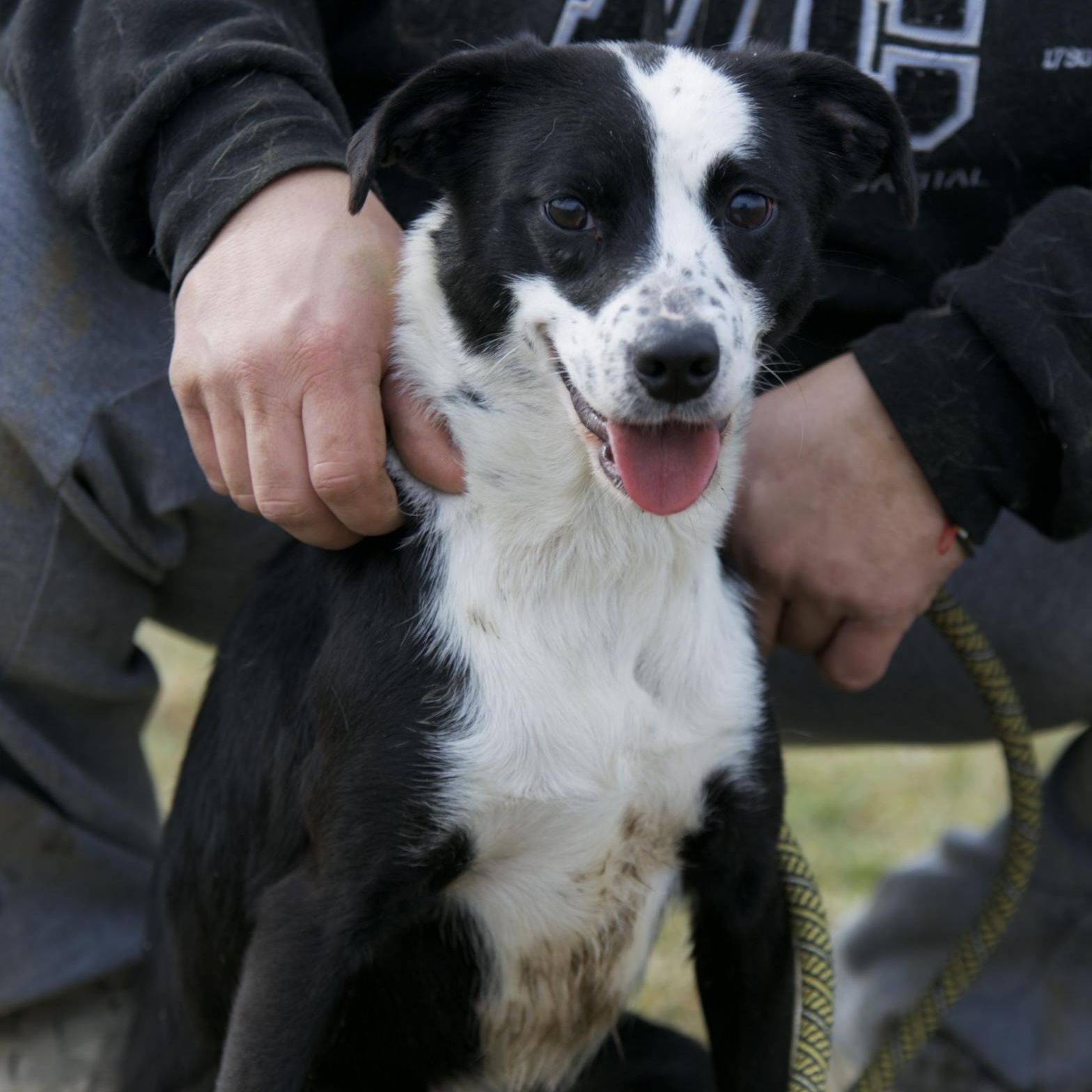 Enlarge Susan, an adopted mixed breed in Mount Sterling, KY image 1/2