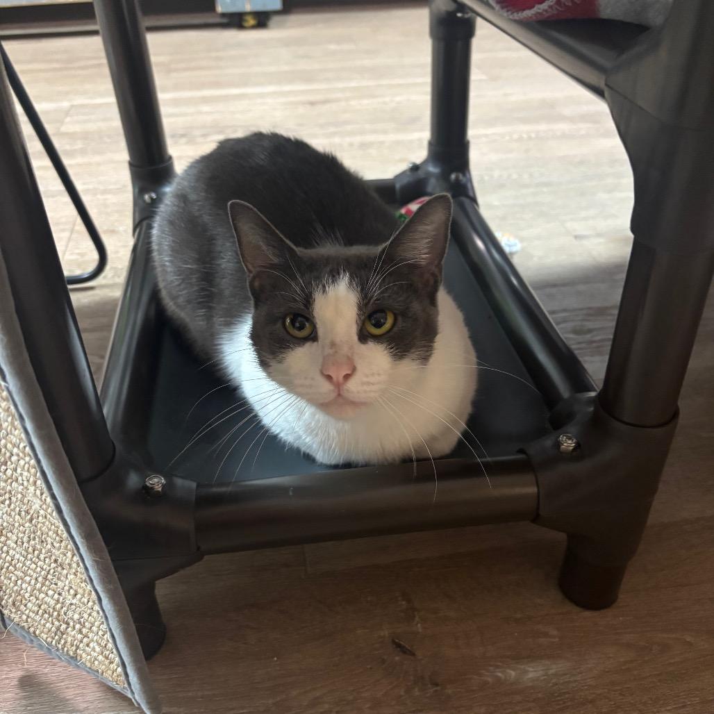 Delilah, Adoptable, Adult Female Domestic Short Hair.