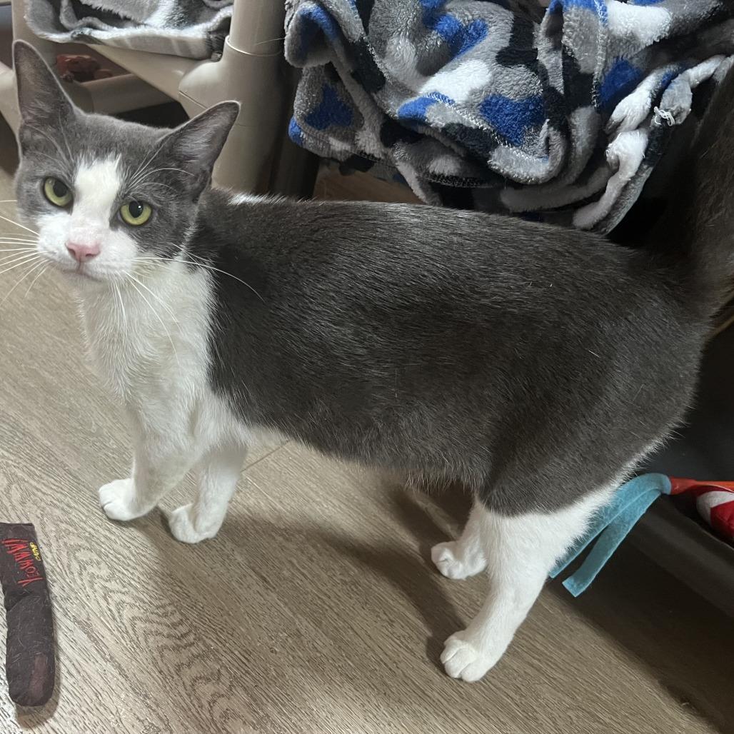 Enlarge Delilah, a Adoptable Domestic Short Hair in Austin, TX image 2/2