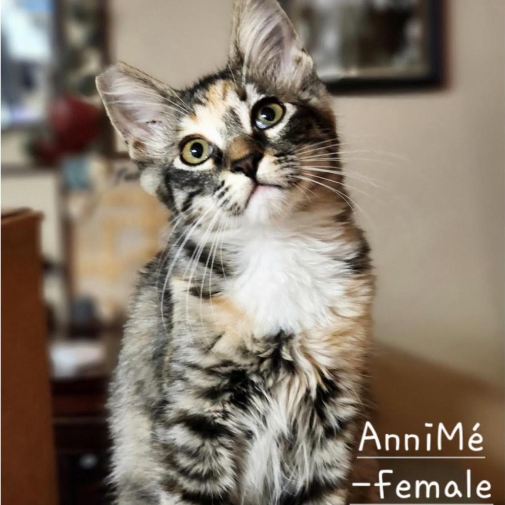 AnniMe, Adoptable, Young Female Domestic Medium Hair.