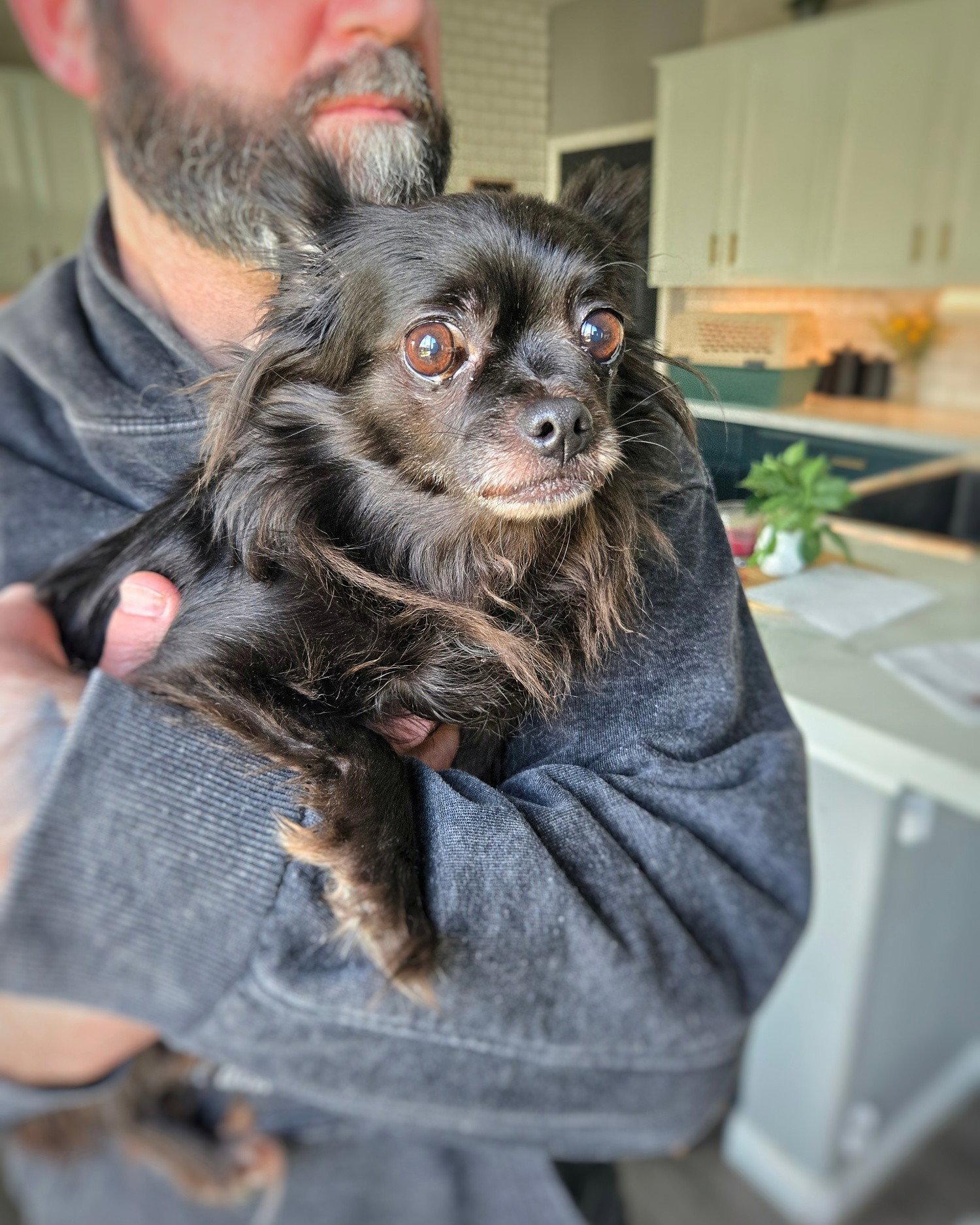 *Havana Vacation -- SPICY, a Adoptable Chihuahua in Pittsburg, CA image 3/3