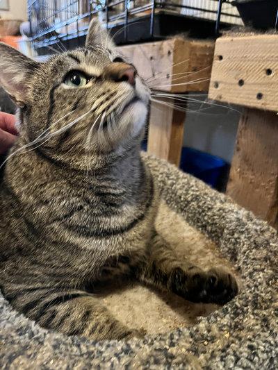 Spud, a Adoptable mixed breed in Peapack, NJ image 1/5