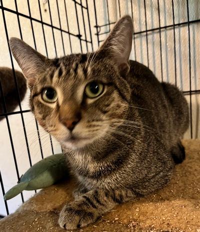 Enlarge Billy, a Adoptable mixed breed in Peapack, NJ image 1/4