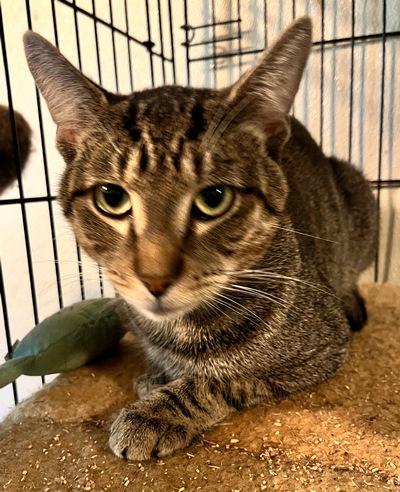 Enlarge Billy, a Adoptable mixed breed in Peapack, NJ image 2/4