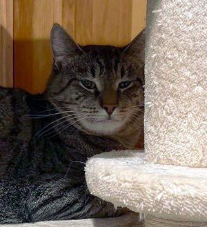 Spud, a Adoptable mixed breed in Peapack, NJ image 4/5