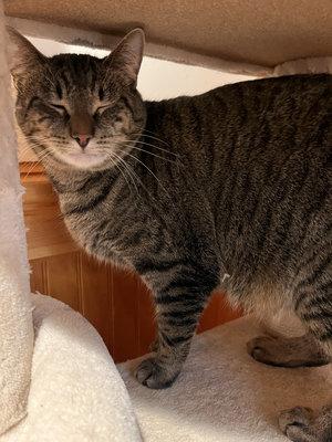 Spud, a Adoptable mixed breed in Peapack, NJ image 3/5