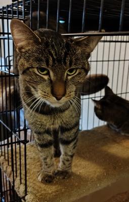 Enlarge Billy, a Adoptable mixed breed in Peapack, NJ image 3/4