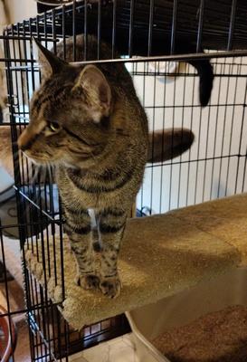 Enlarge Billy, a Adoptable mixed breed in Peapack, NJ image 4/4