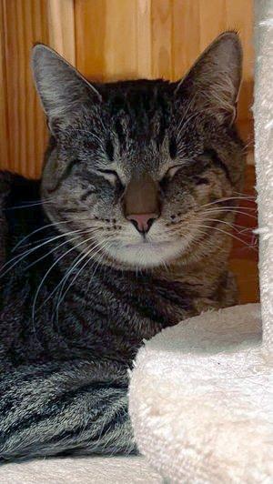 Spud, a Adoptable mixed breed in Peapack, NJ image 5/5