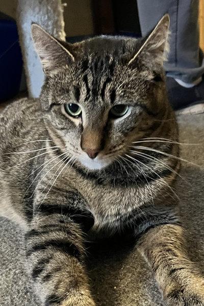 Spud, a Adoptable mixed breed in Peapack, NJ image 2/5