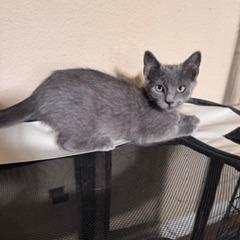 Enlarge Tikka, a Adoptable Domestic Short Hair in Buchanan Dam, TX image 1/2