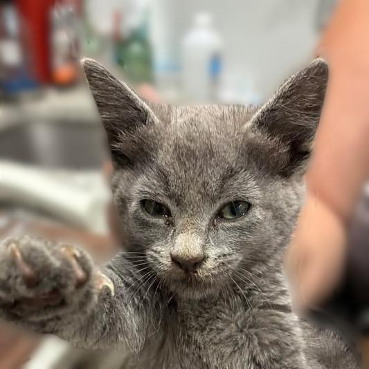 Enlarge Tikka, a Adoptable Domestic Short Hair in Buchanan Dam, TX image 2/2