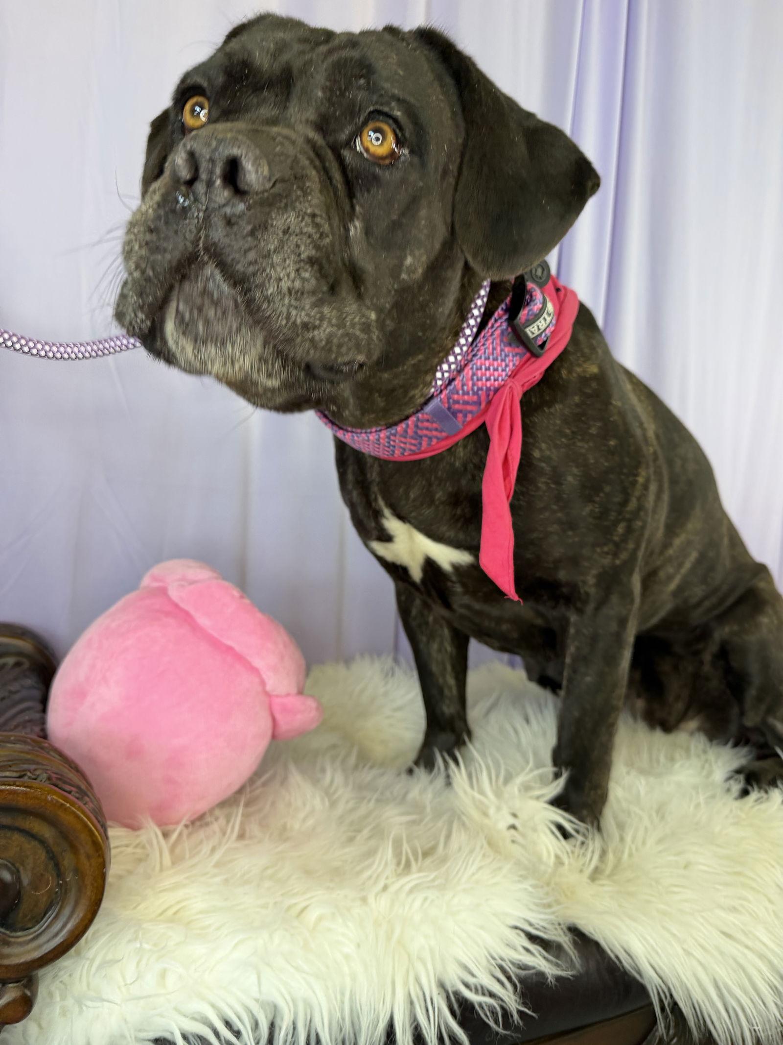 Charity, Adoptable, Young Female Cane Corso.