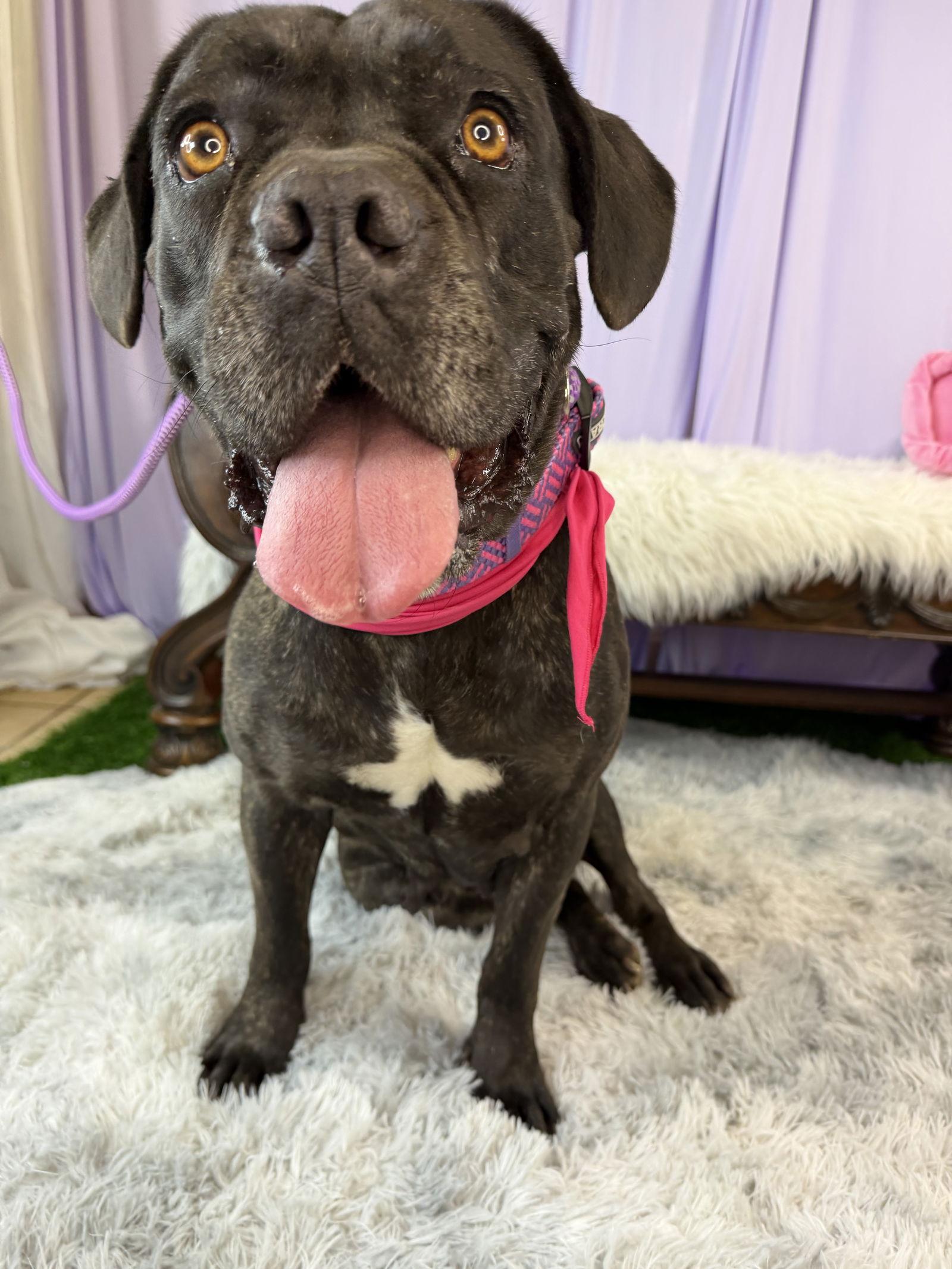 Enlarge Charity, a Adoptable Cane Corso in Glendale, AZ image 2/3