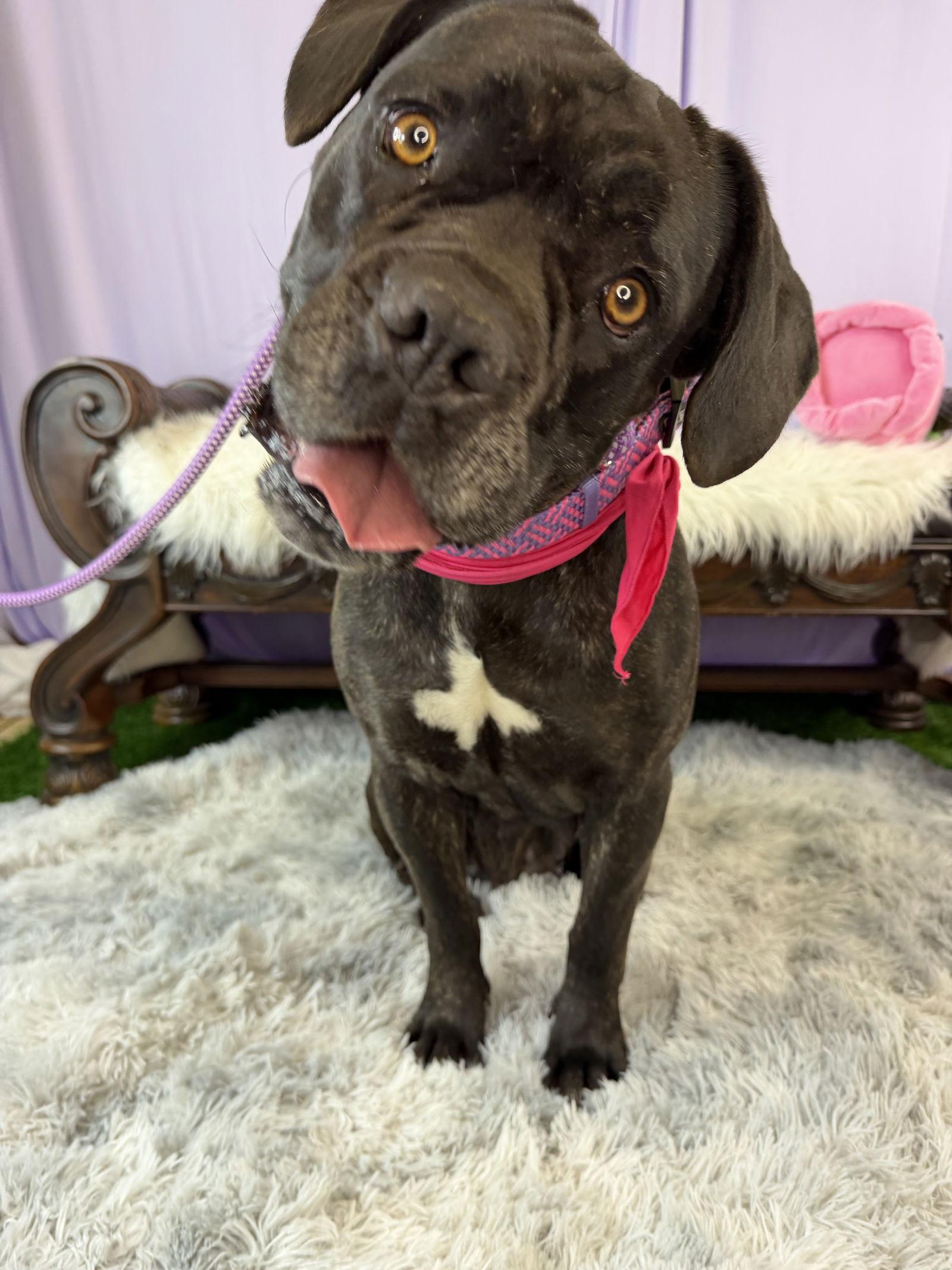 Enlarge Charity, a Adoptable Cane Corso in Glendale, AZ image 3/3