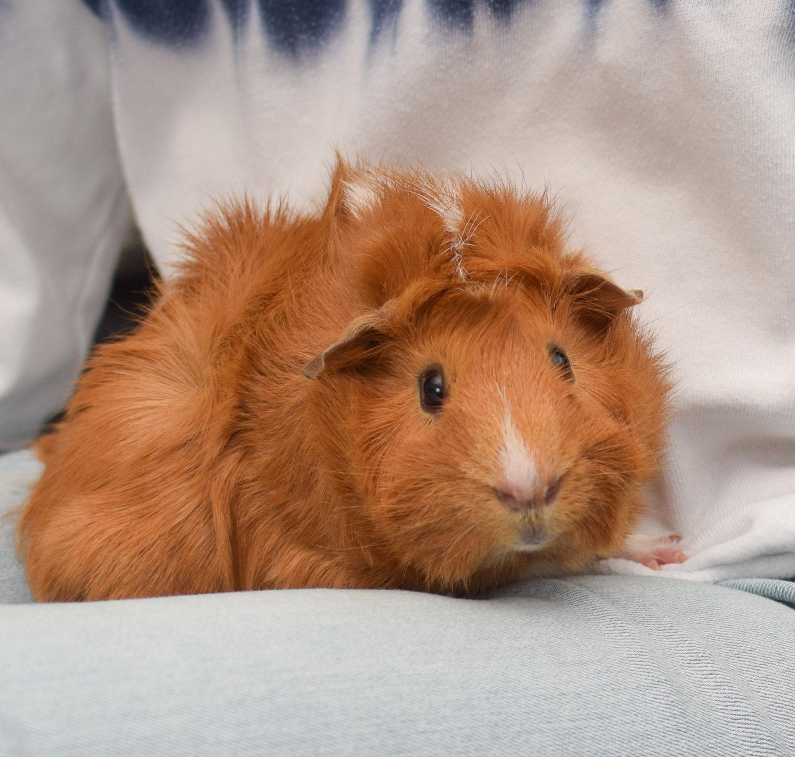 Button & Shittake, Adoptable, Baby Male Guinea Pig.