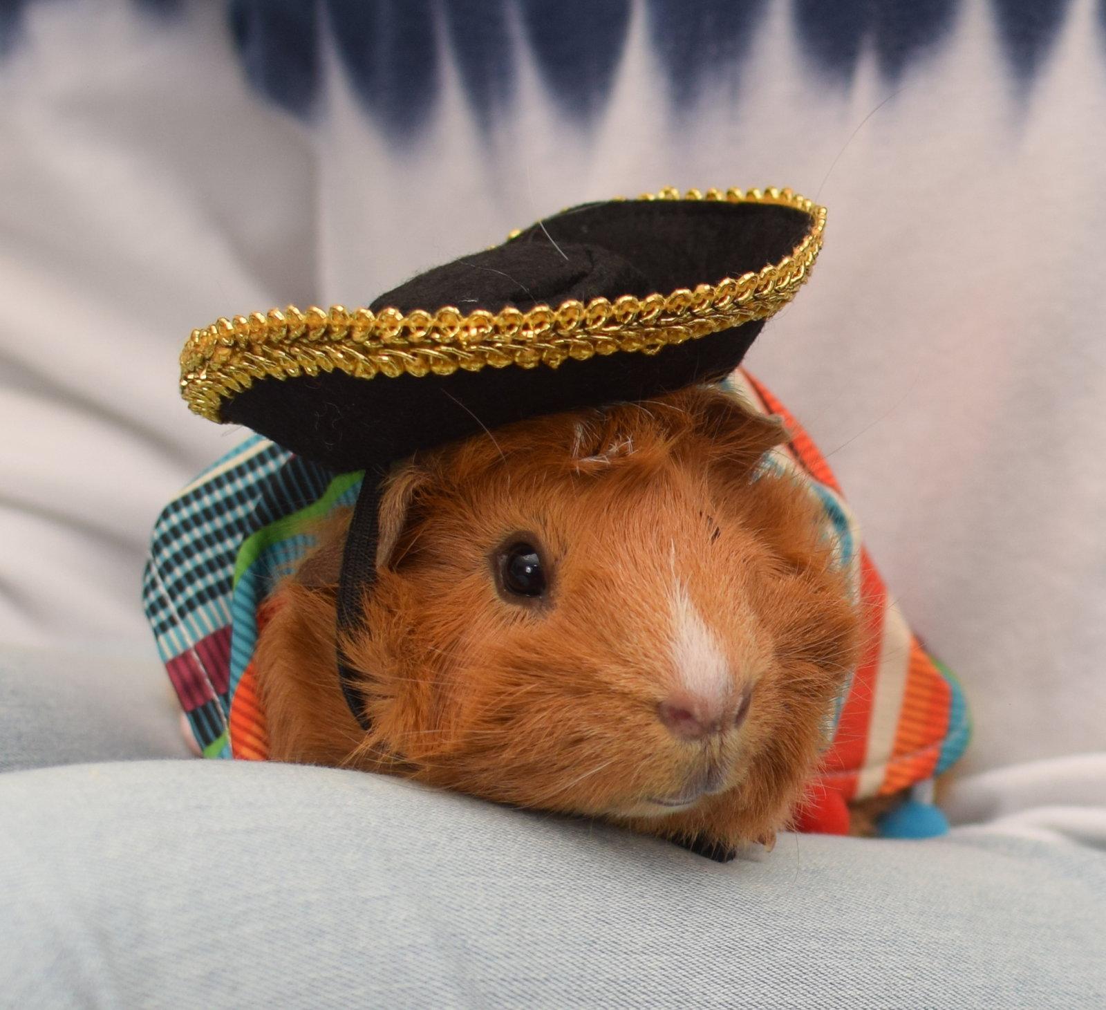 Enlarge Button & Shittake, a Adoptable Guinea Pig in Hockessin, DE image 2/3