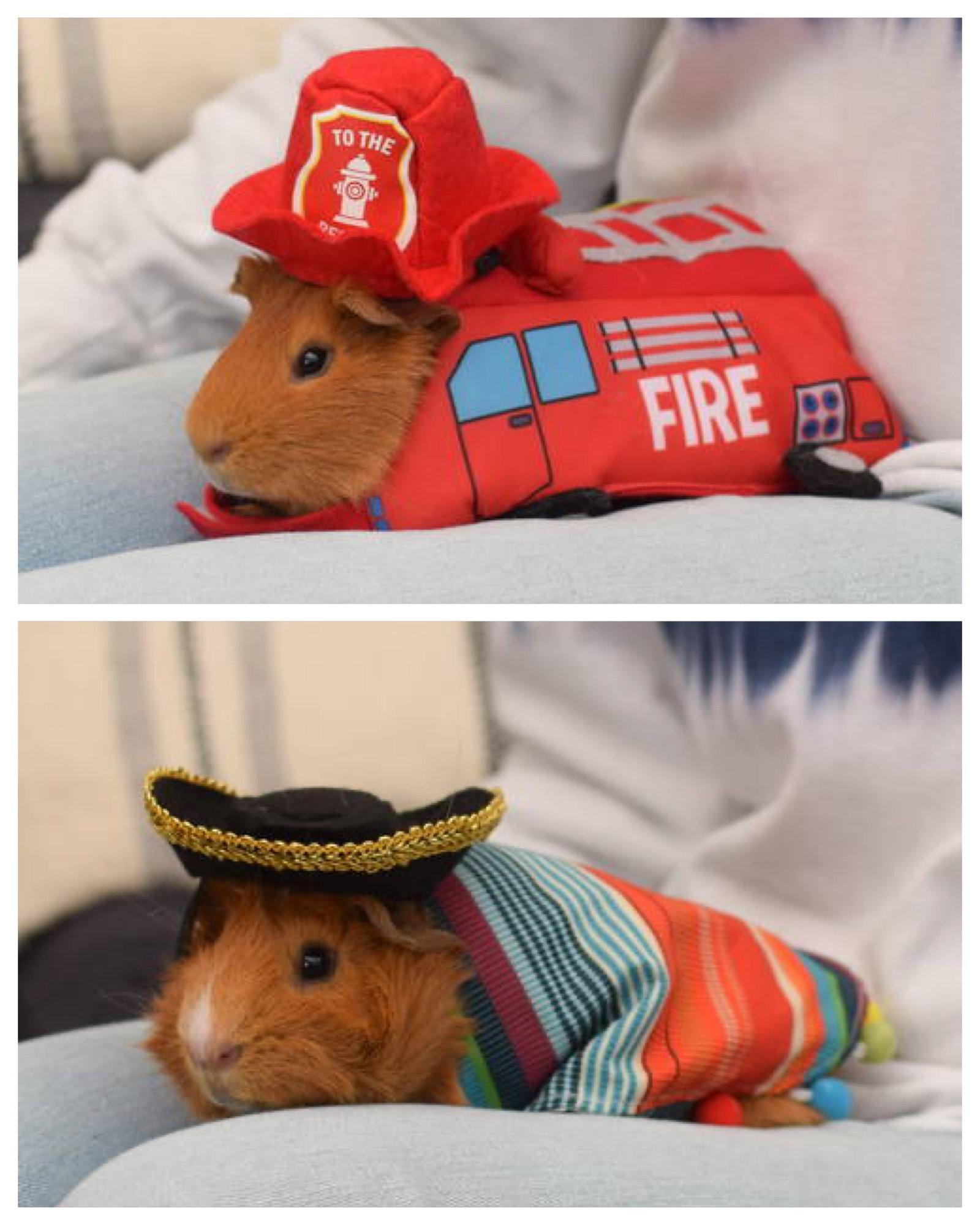 Enlarge Button & Shittake, a Adoptable Guinea Pig in Hockessin, DE image 3/3