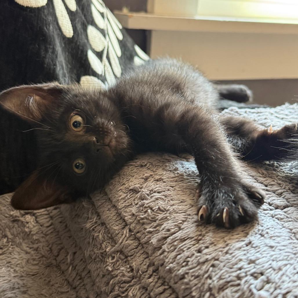Notta, Adoptable, Kitten Female Domestic Short Hair & Domestic Short Hair.