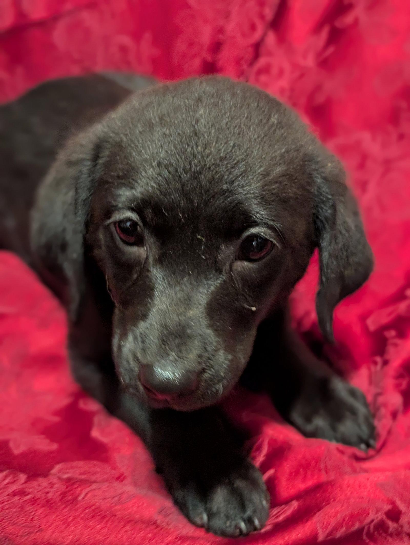 Ruin - Life of a Showgirl Litter photo