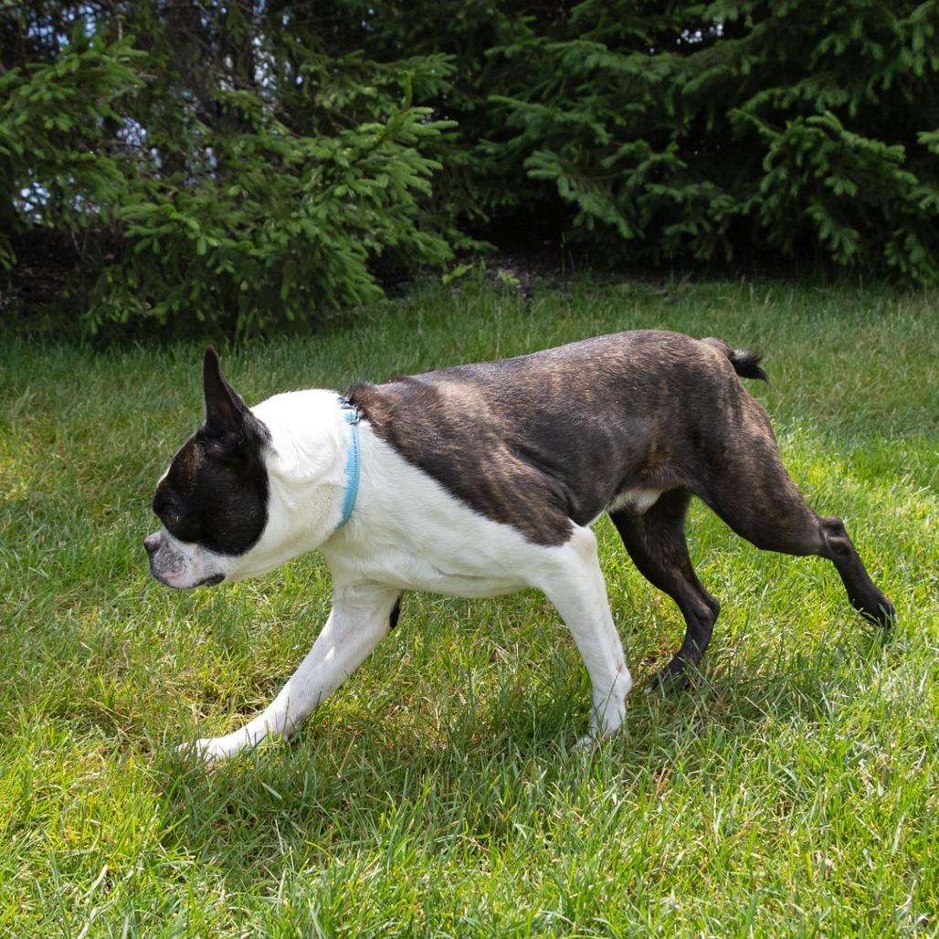 Bosty, Adoptable, Adult Male Boston Terrier.