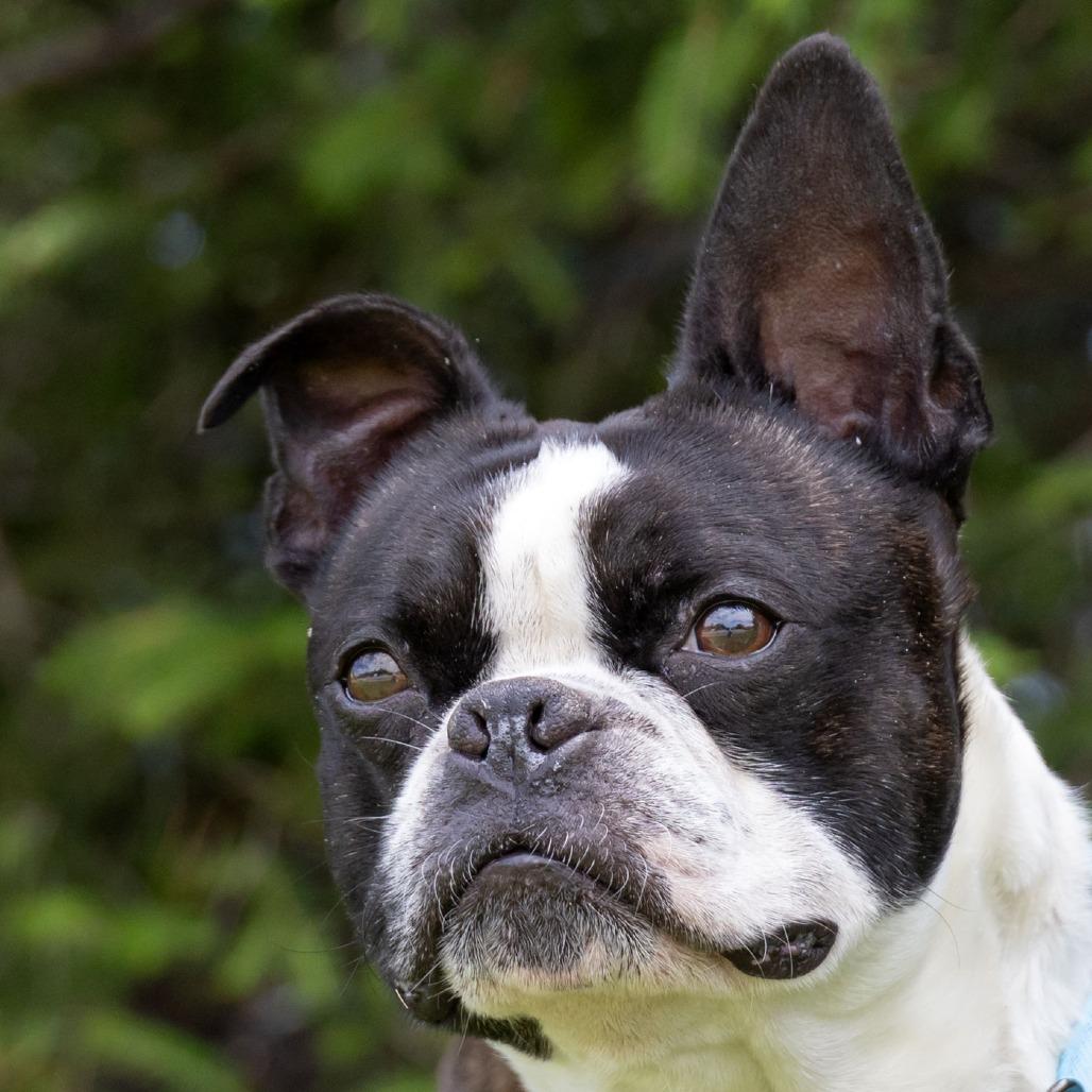 Bosty, a Adoptable Boston Terrier in Erie, PA image 2/6