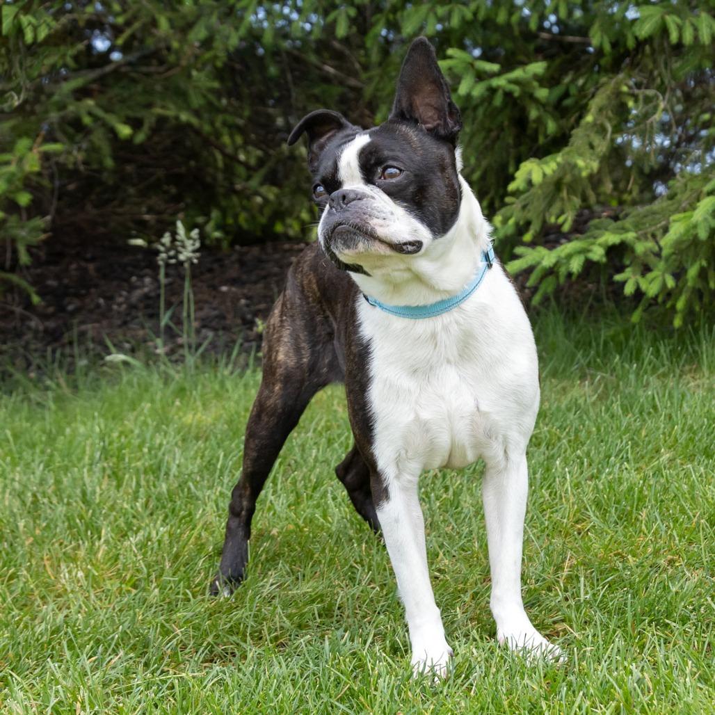 Bosty, a Adoptable Boston Terrier in Erie, PA image 3/6