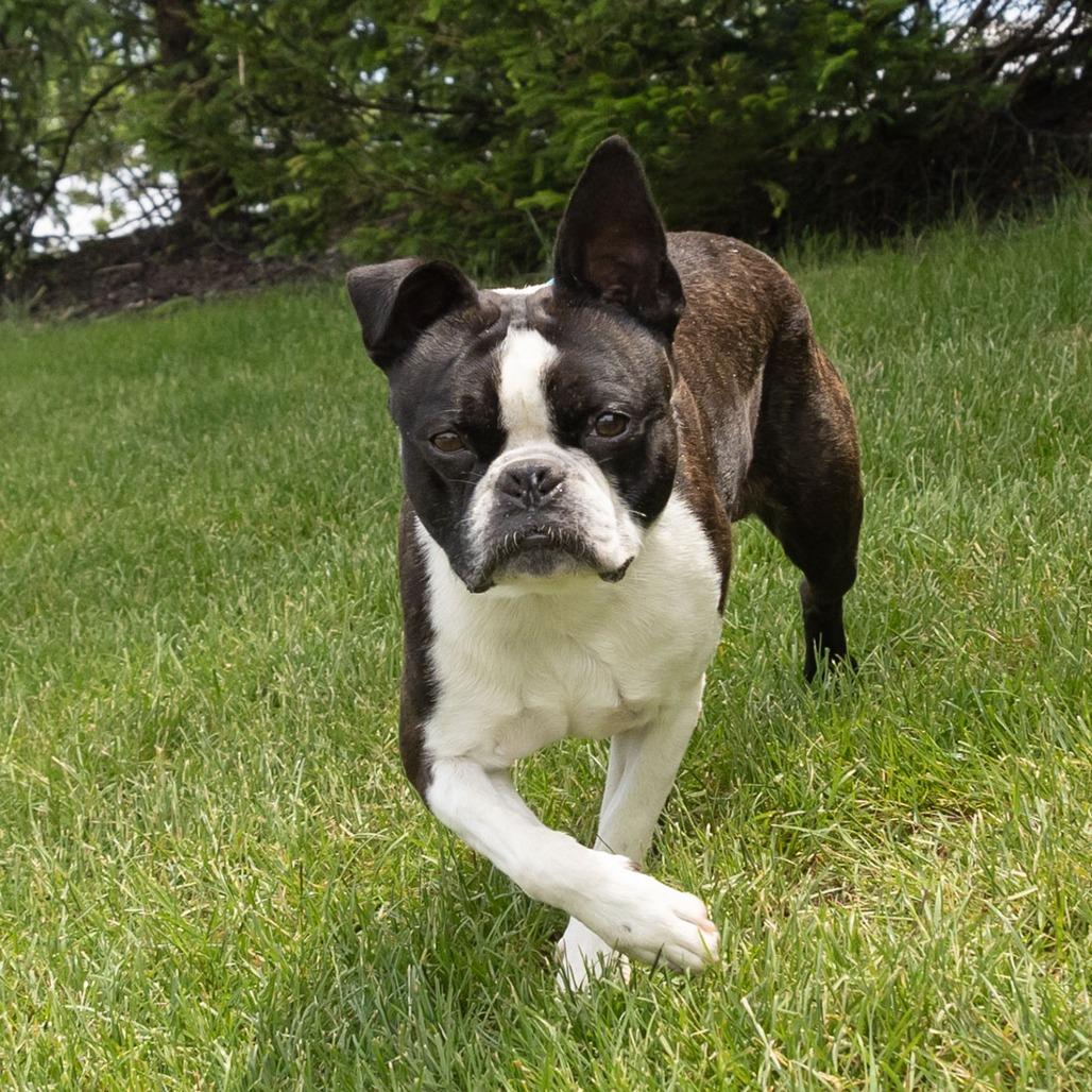 Bosty, a Adoptable Boston Terrier in Erie, PA image 4/6