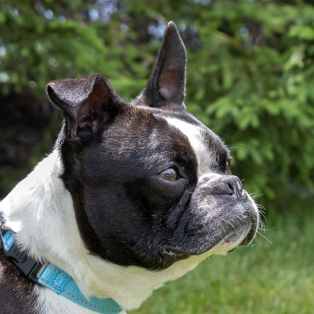 Bosty, a Adoptable Boston Terrier in Erie, PA image 5/6