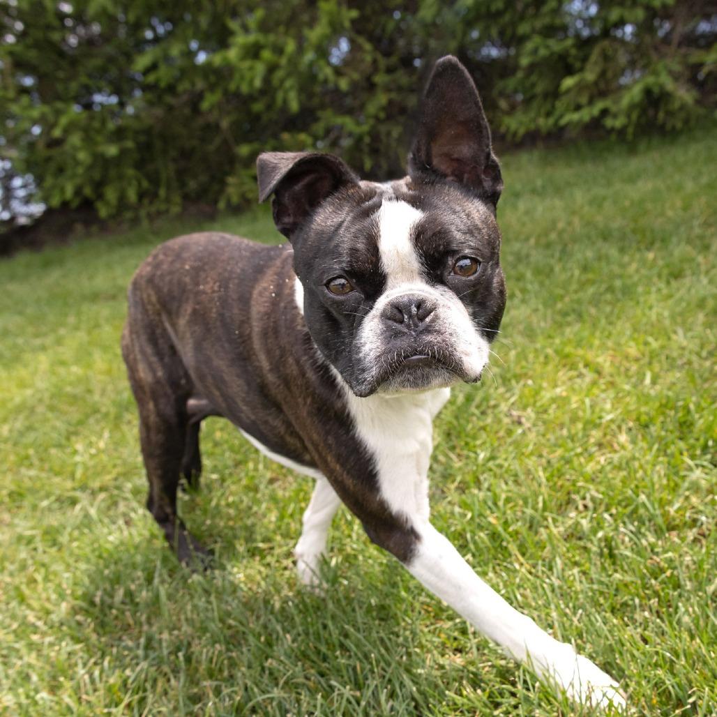 Bosty, a Adoptable Boston Terrier in Erie, PA image 6/6
