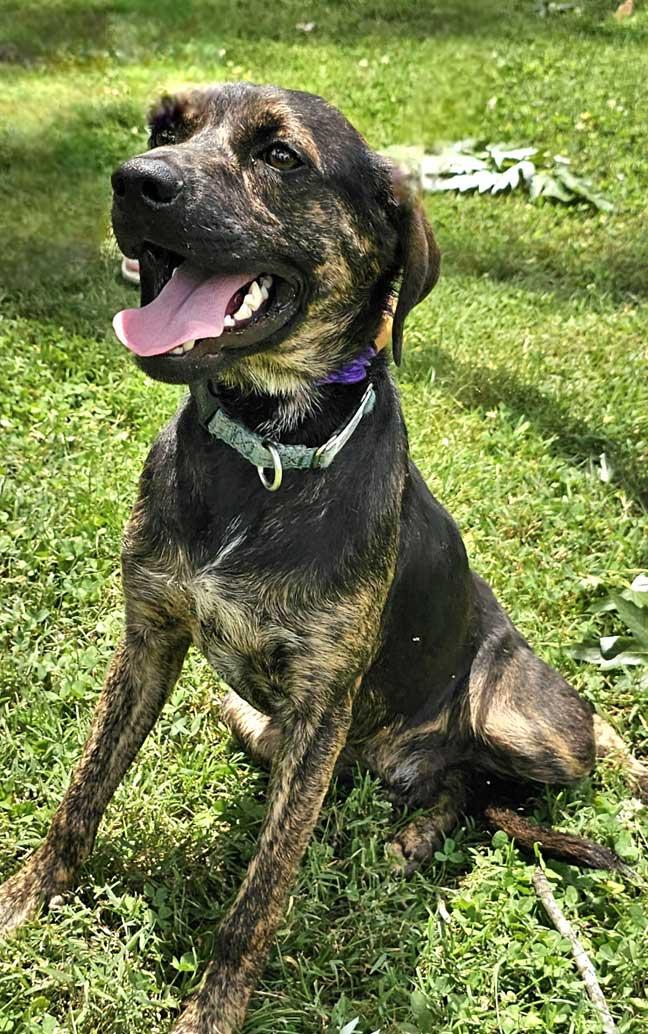 PUPPY RAZZLE TAZ, Adopted, Puppy Male Mountain Cur.