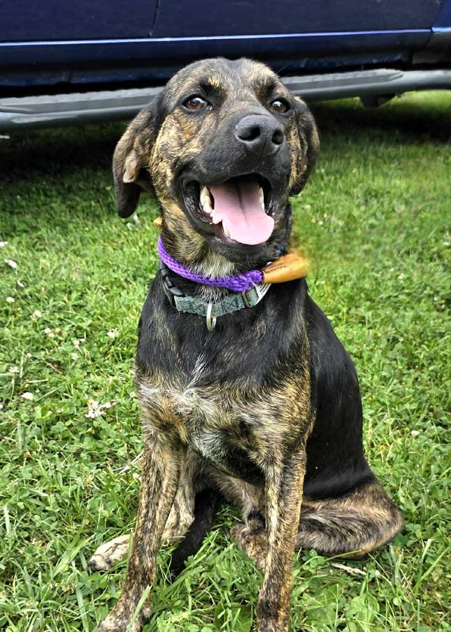 Enlarge PUPPY RAZZLE TAZ, a Adopted Mountain Cur in Franklin, TN image 2/3
