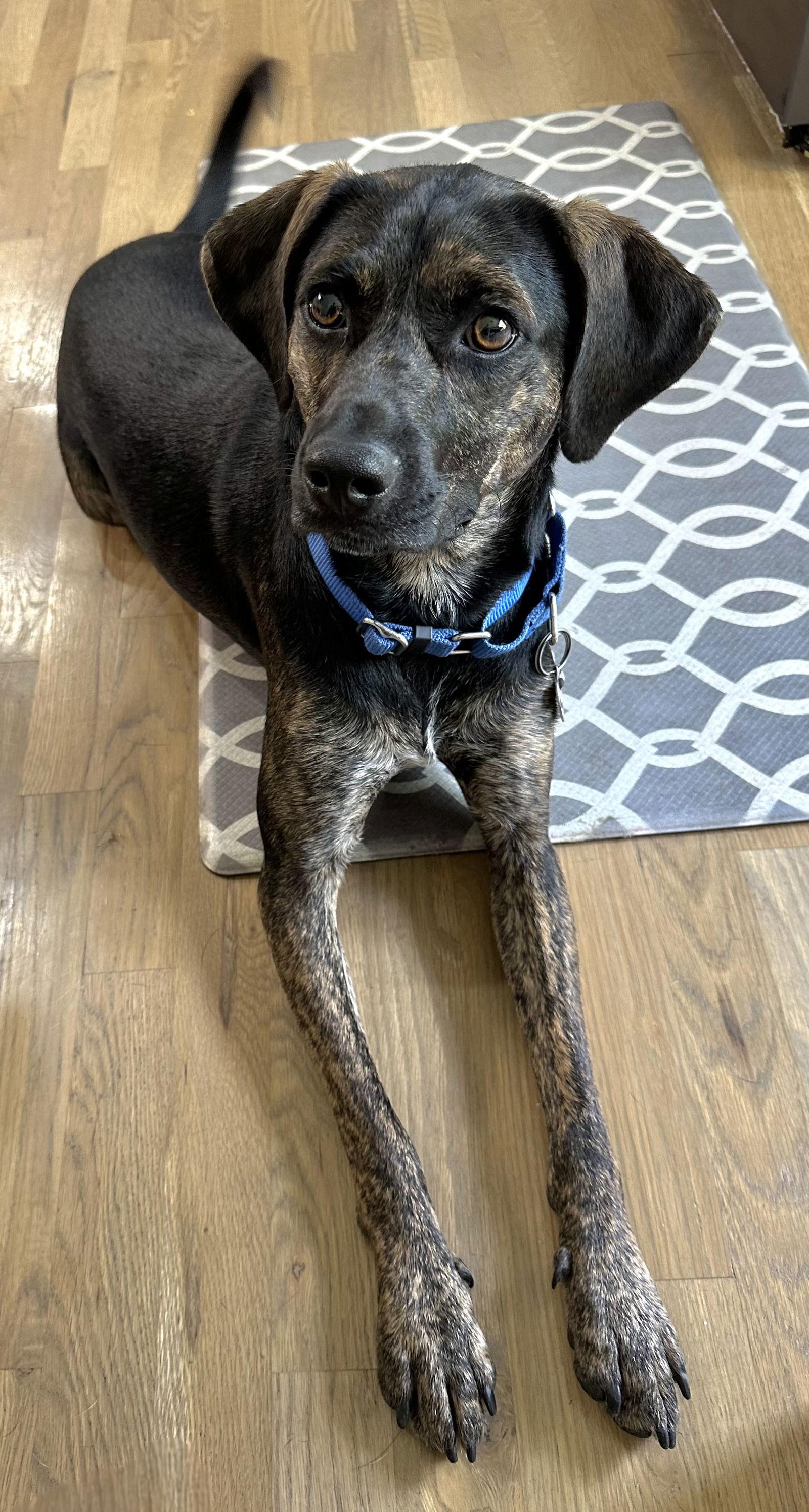 Enlarge PUPPY RAZZLE TAZ, a Adopted Mountain Cur in Franklin, TN image 3/3