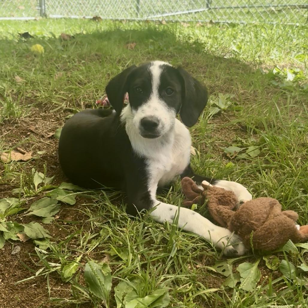 Enlarge Taco, a Adoptable mixed breed in Fairmont, WV image 1/2