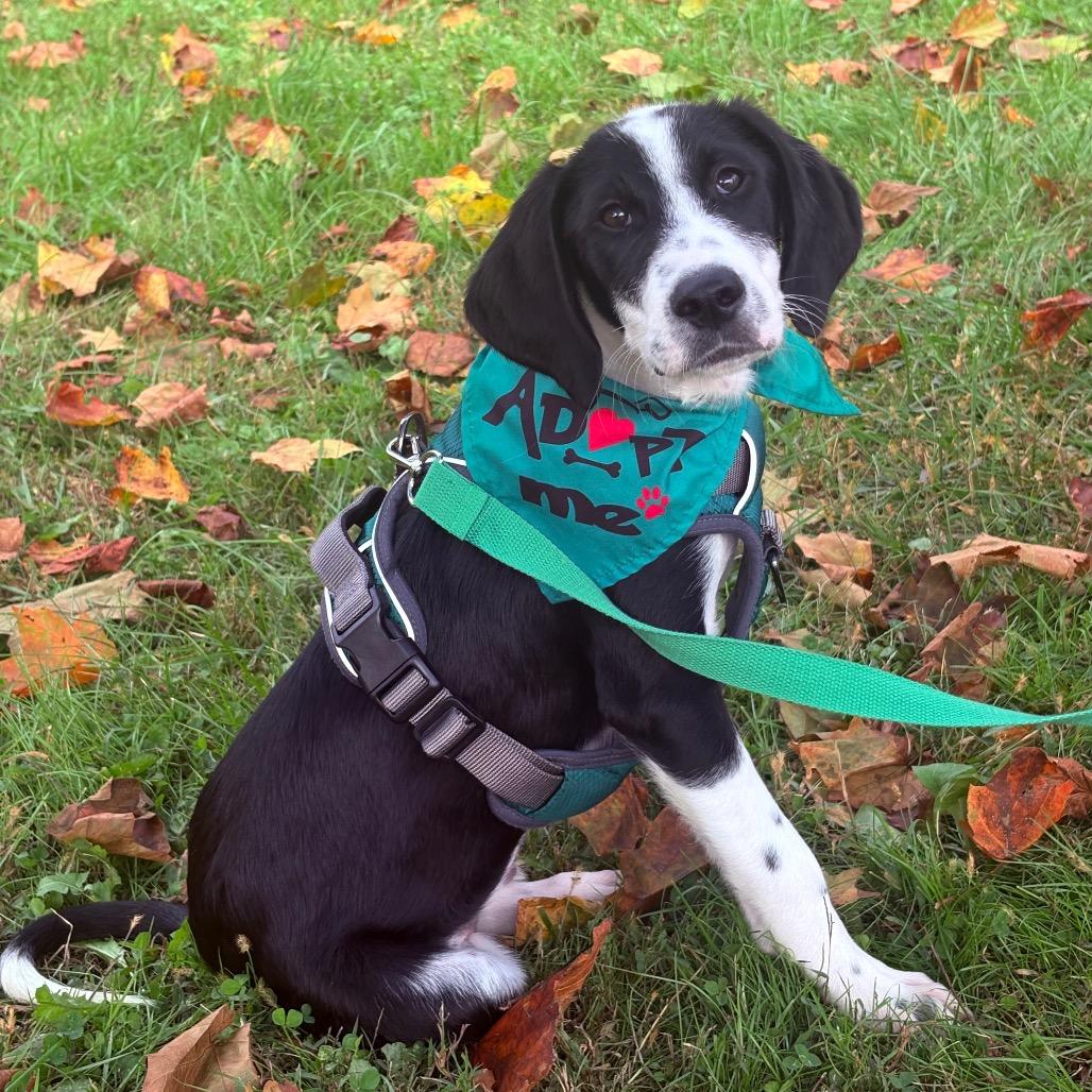 Enlarge Taco, a Adoptable mixed breed in Fairmont, WV image 2/2