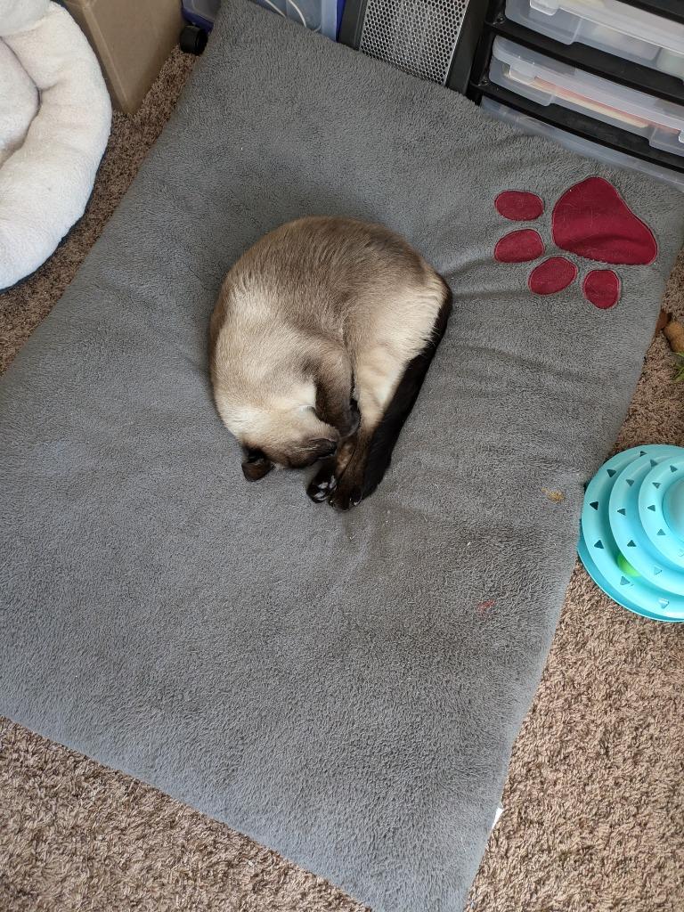 Fred, Adoptable, Senior Male Domestic Short Hair.