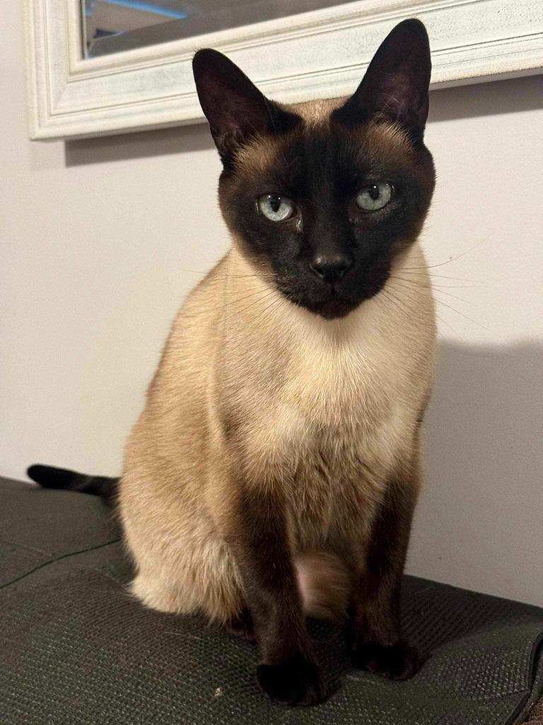 Fred, Adoptable, Senior Male Domestic Short Hair.