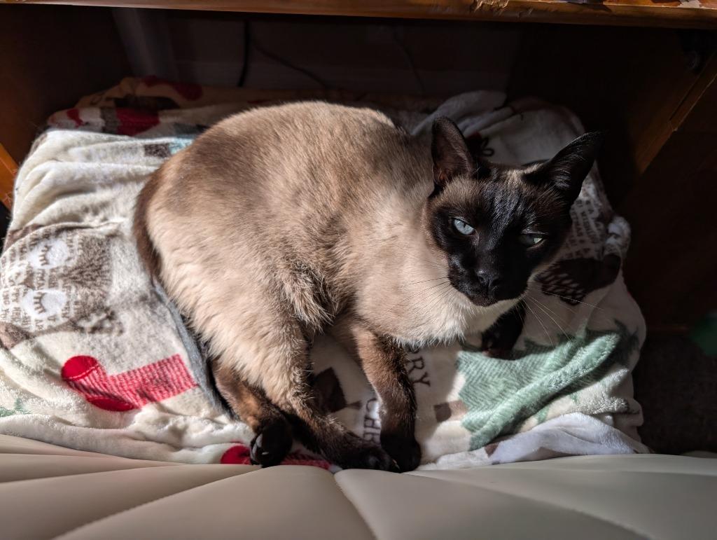 Enlarge Fred, a Adoptable mixed breed in Salt Lake City, UT image 3/5