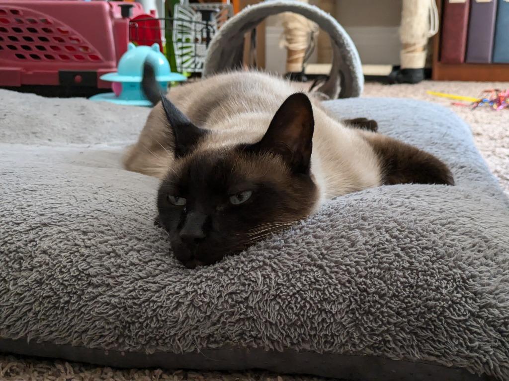 Fred, a Adoptable mixed breed in Salt Lake City, UT image 5/5